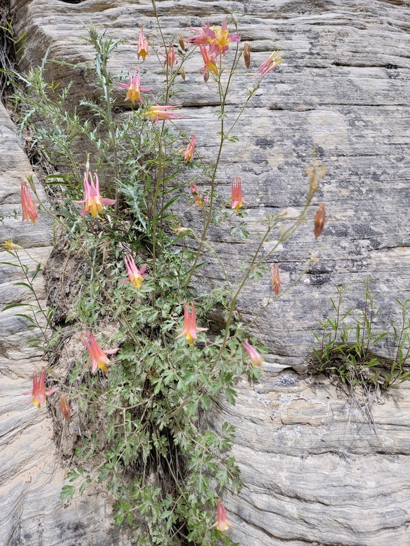 Mancos Columbine photo 7