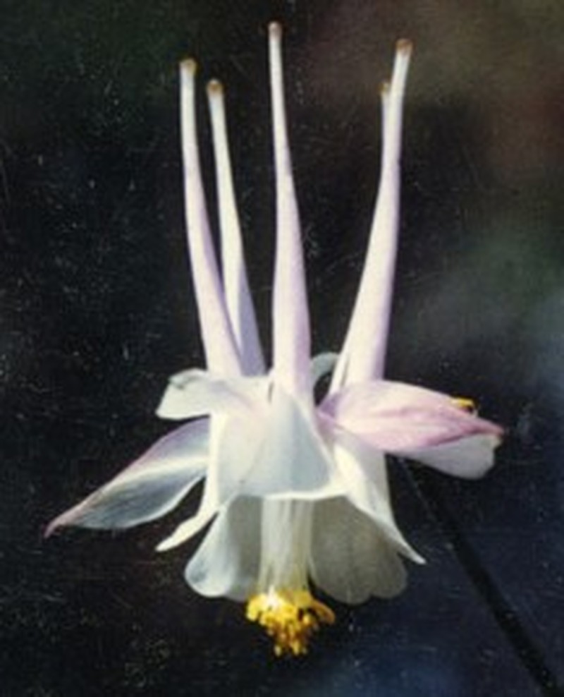 Mancos Columbine