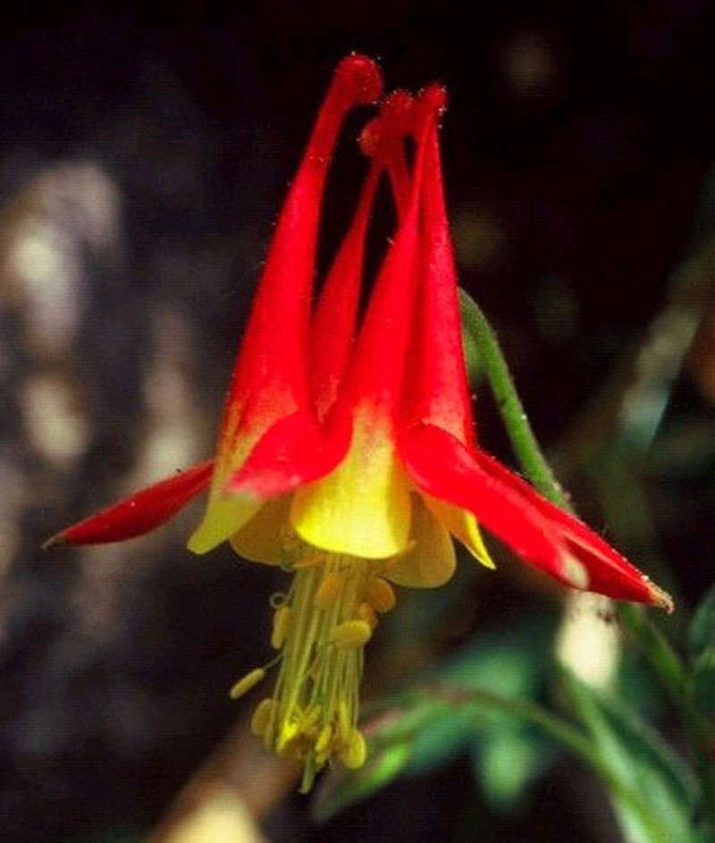 Grahm's Columbine