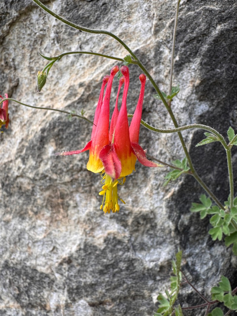 Grahm's Columbine photo 2