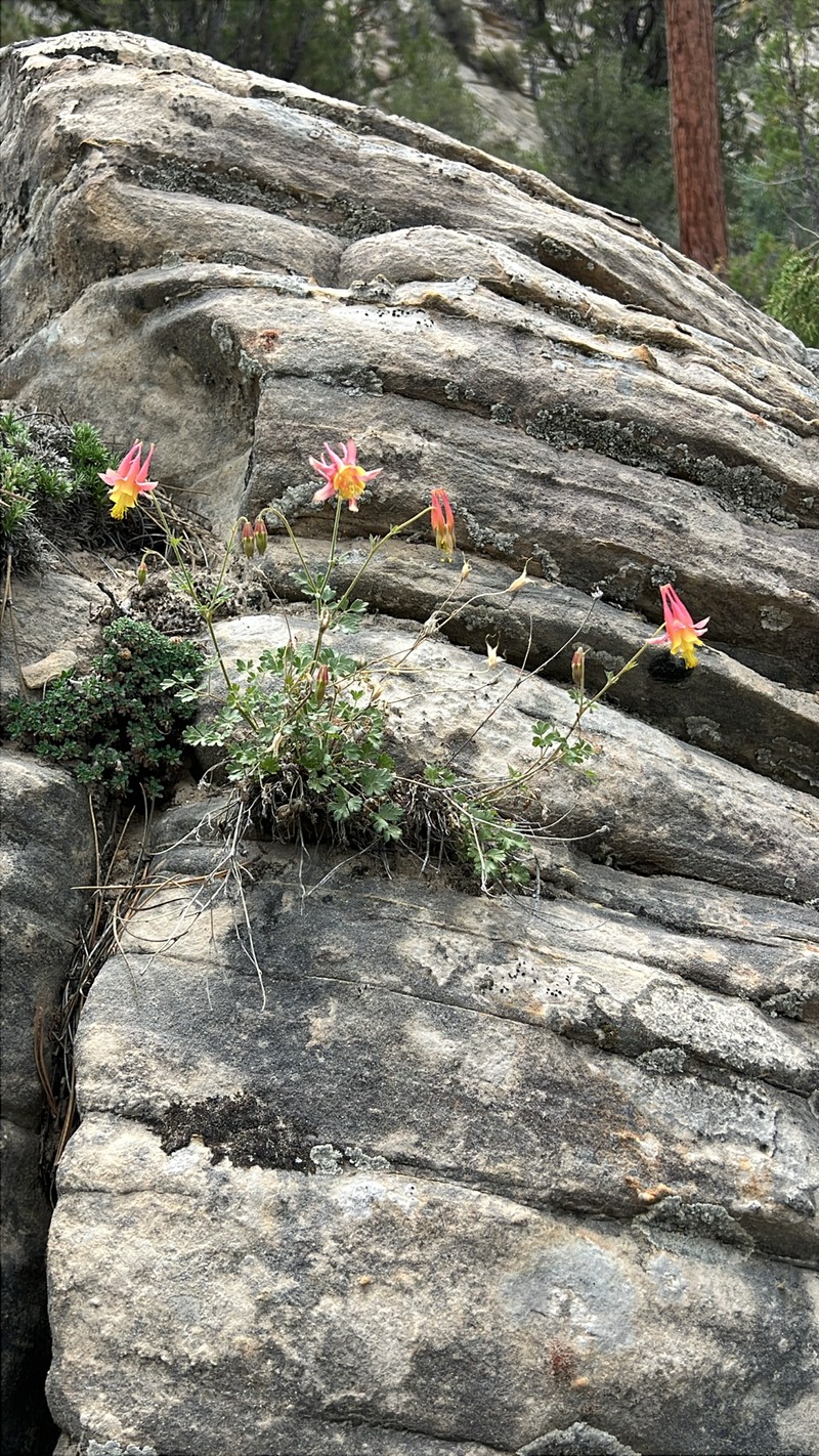 Lori's Columbine