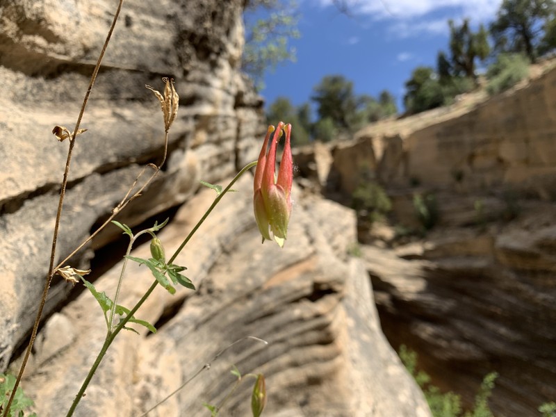 Lori's Columbine photo 2