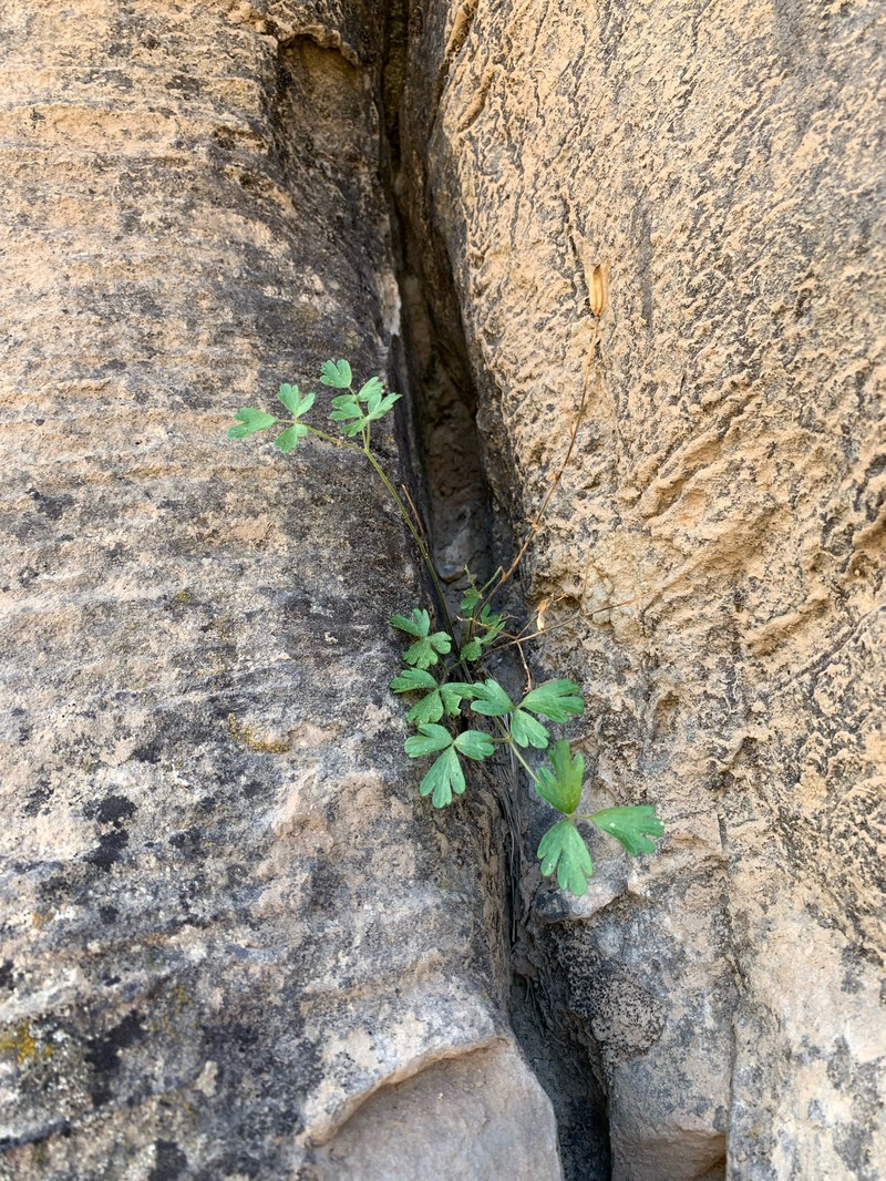 Lori's Columbine photo 3