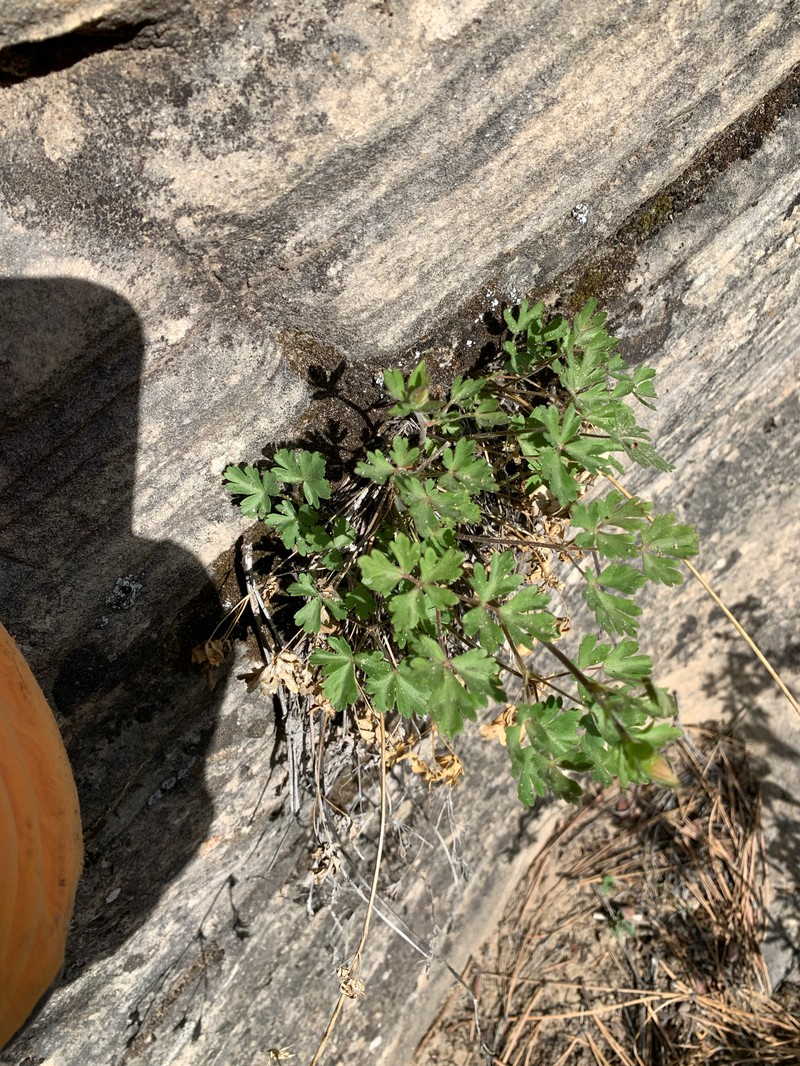 Lori's Columbine photo 4