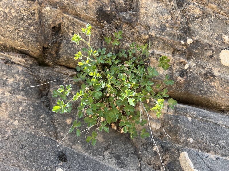 Lori's Columbine photo 5