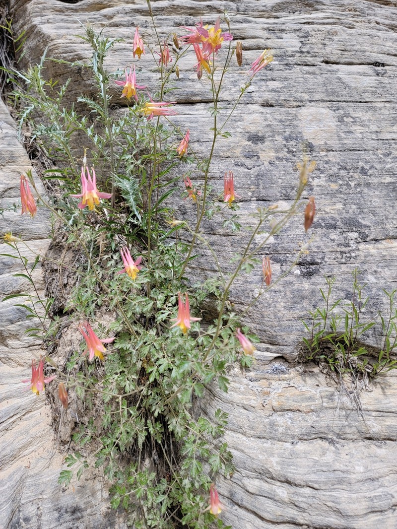 Lori's Columbine photo 6