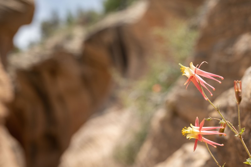 Lori's Columbine photo 7