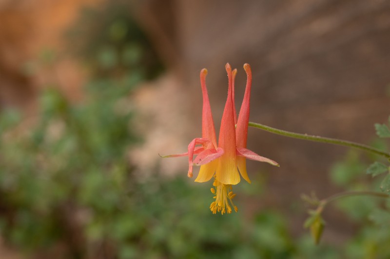 Lori's Columbine photo 8