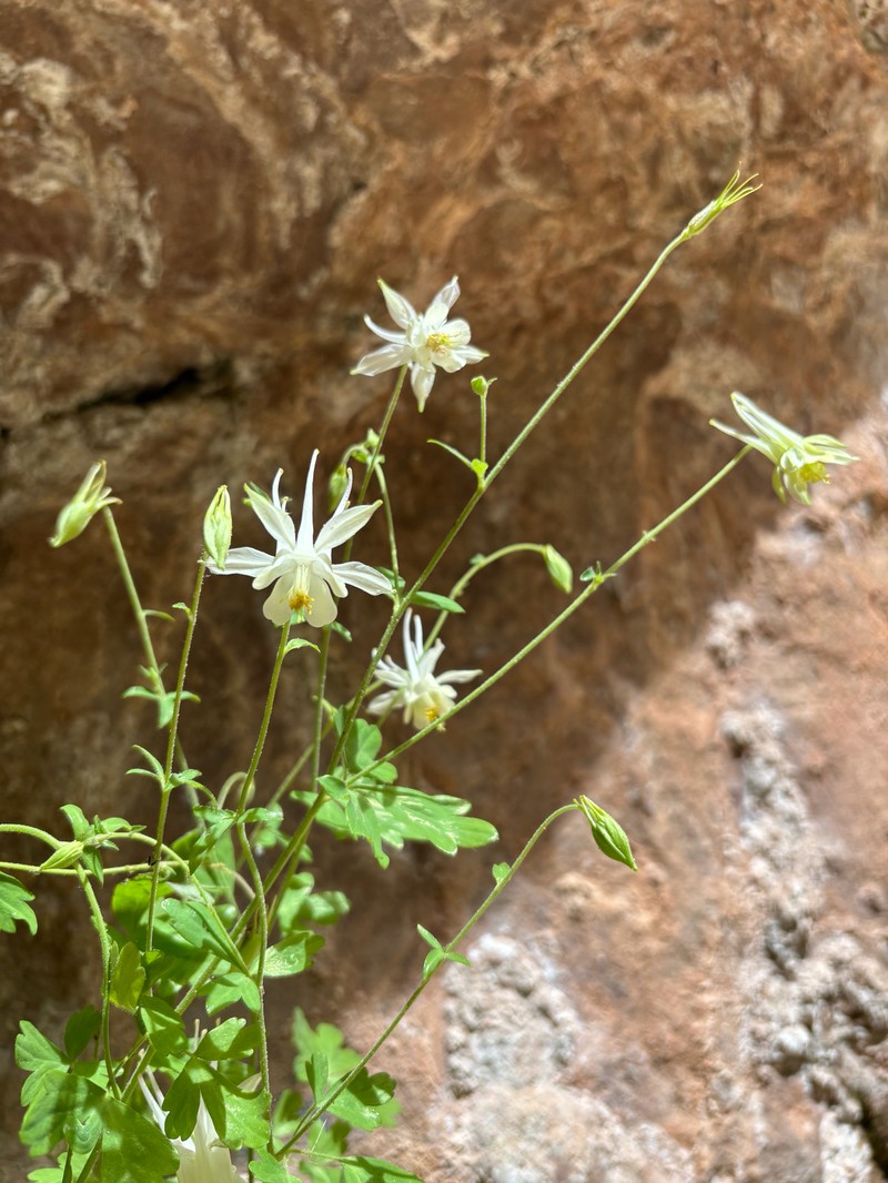 Aquilegia micrantha var. micrantha
