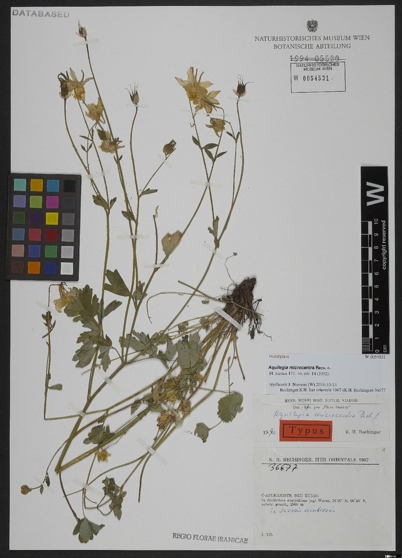 Aquilegia microcentra