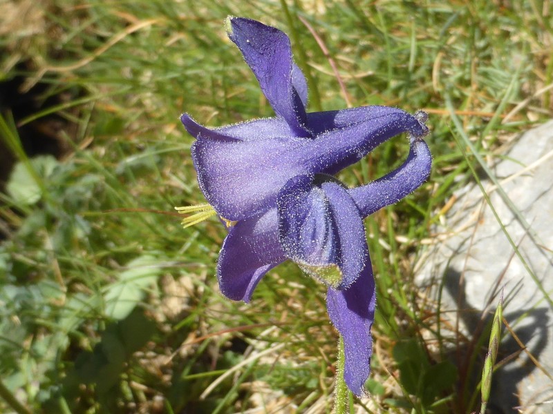 Aquilegia montsicciana