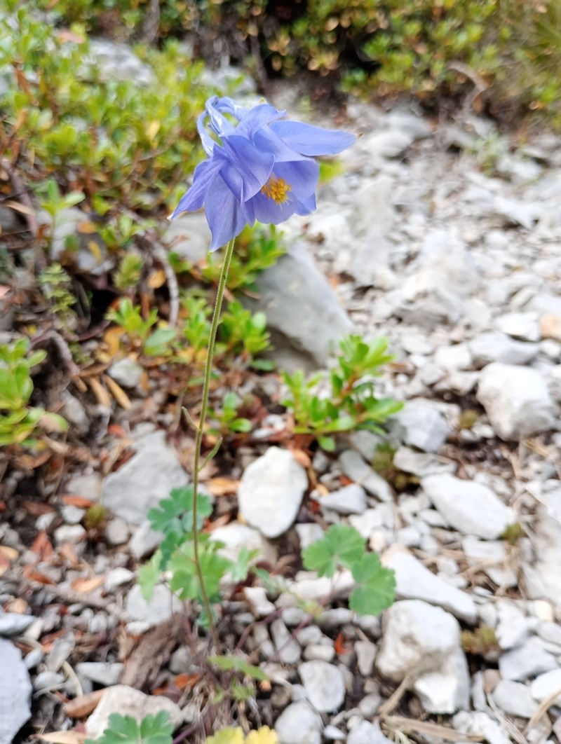 Aquilegia montsicciana photo 2