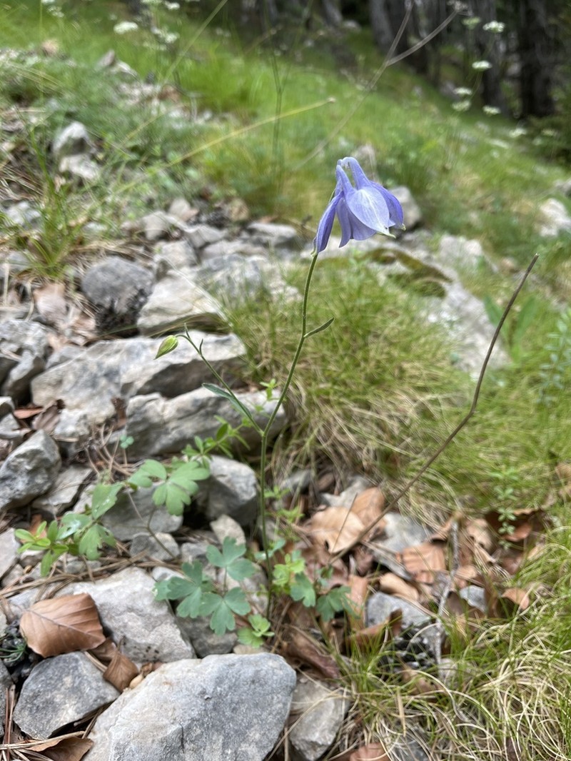 Aquilegia montsicciana photo 3