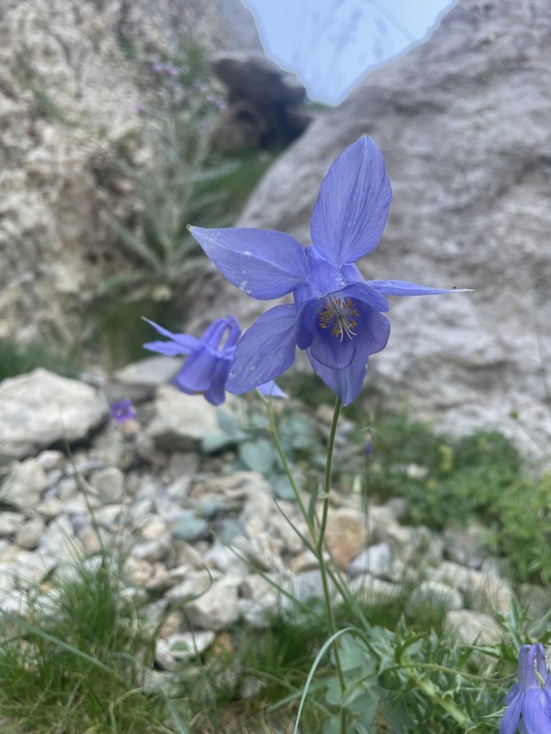 Aquilegia montsicciana photo 4