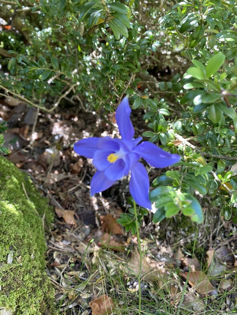 Aquilegia montsicciana photo 5