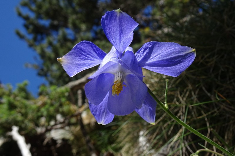 Aquilegia montsicciana photo 6