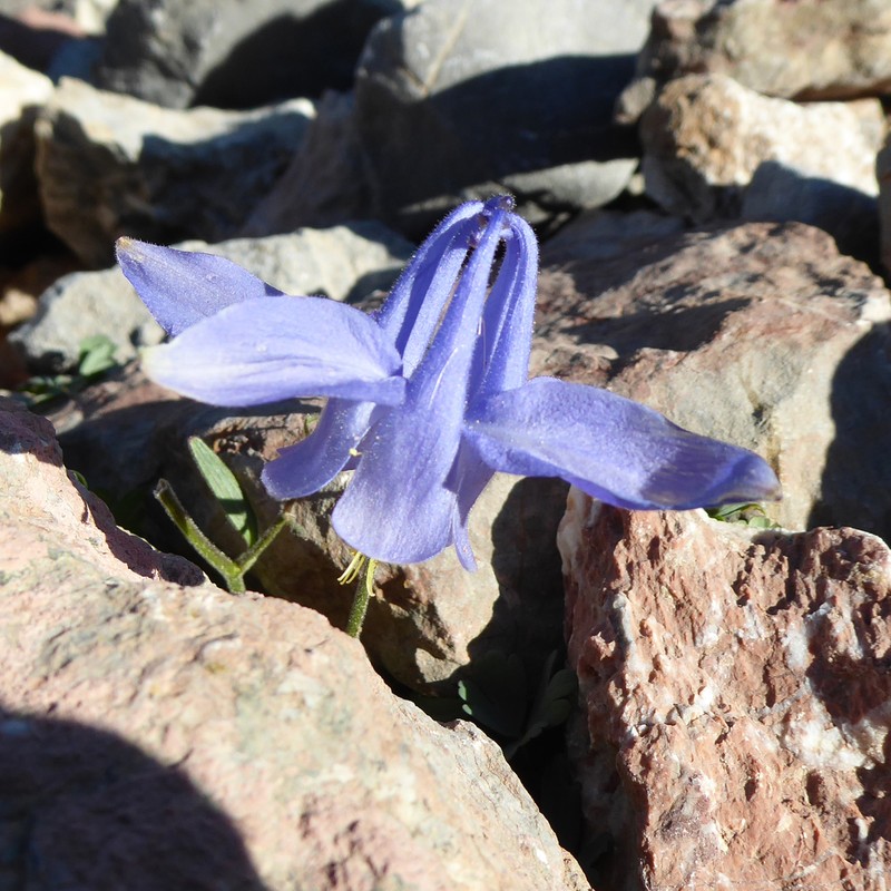 Aquilegia montsicciana photo 7