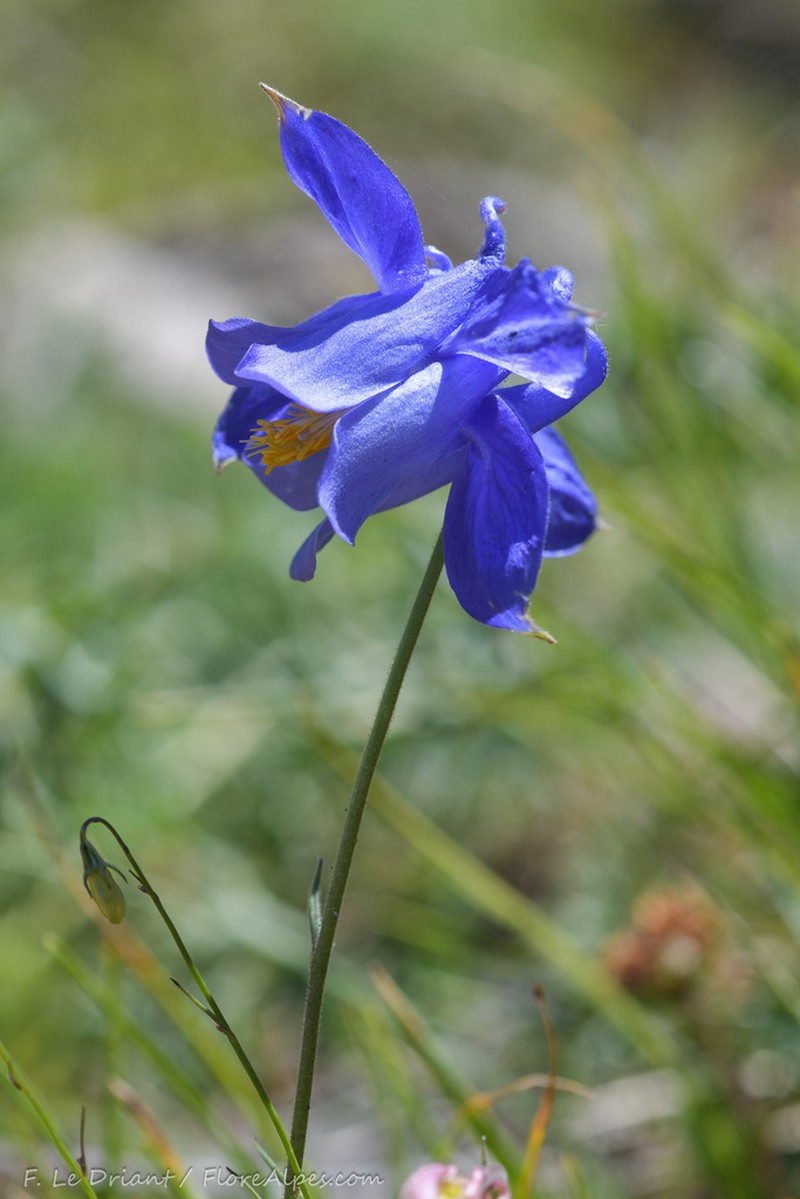 Aquilegia montsicciana photo 8