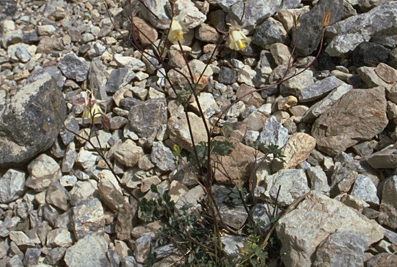 Aquilegia moorcroftiana photo 3