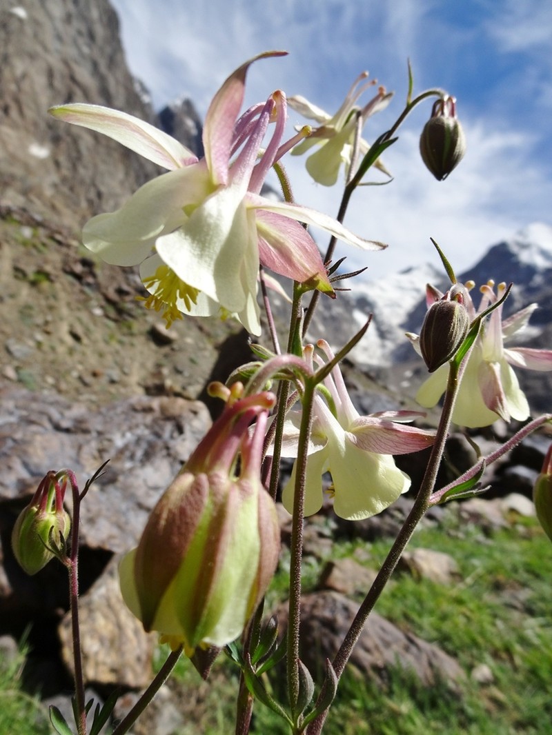 Aquilegia moorcroftiana photo 4