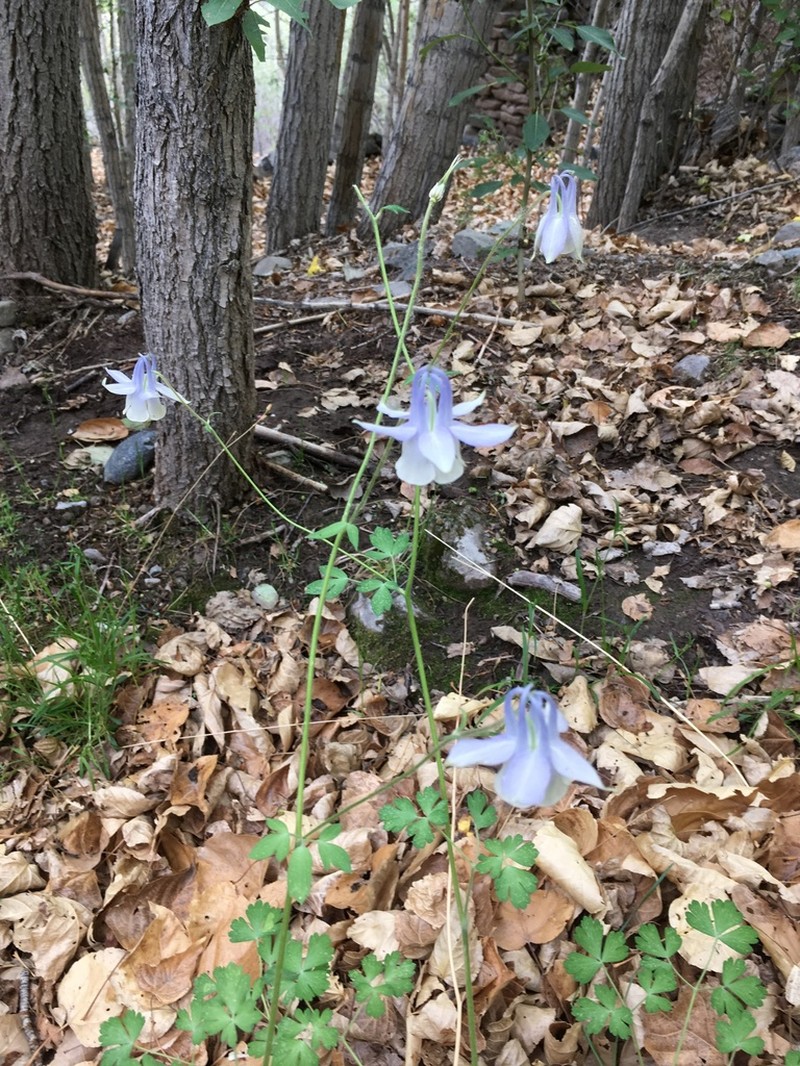 Aquilegia moorcroftiana photo 6