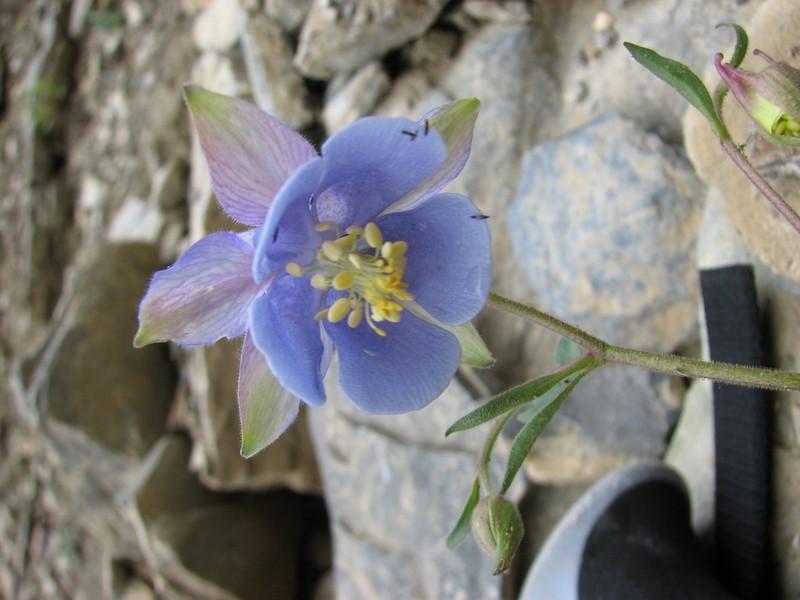 Aquilegia moorcroftiana photo 7