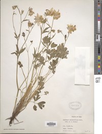 Aquilegia moorcroftiana