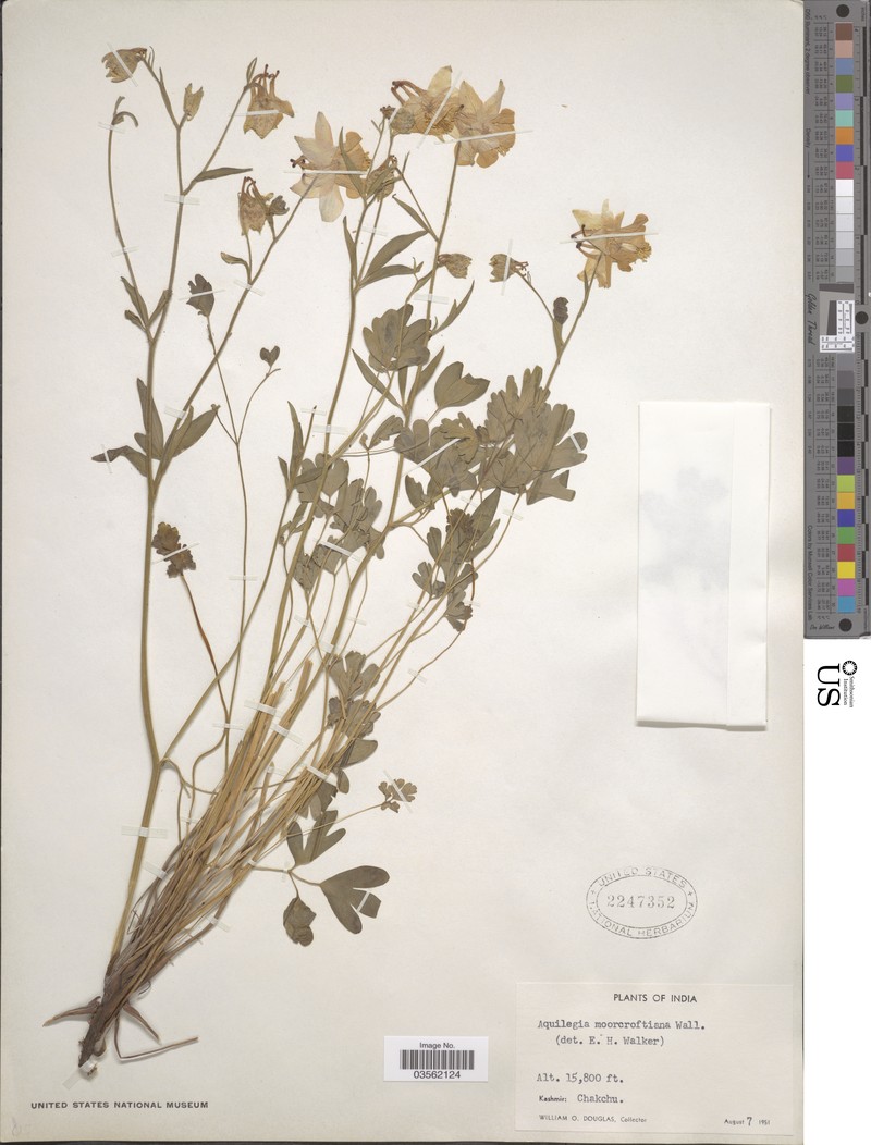 Aquilegia moorcroftiana