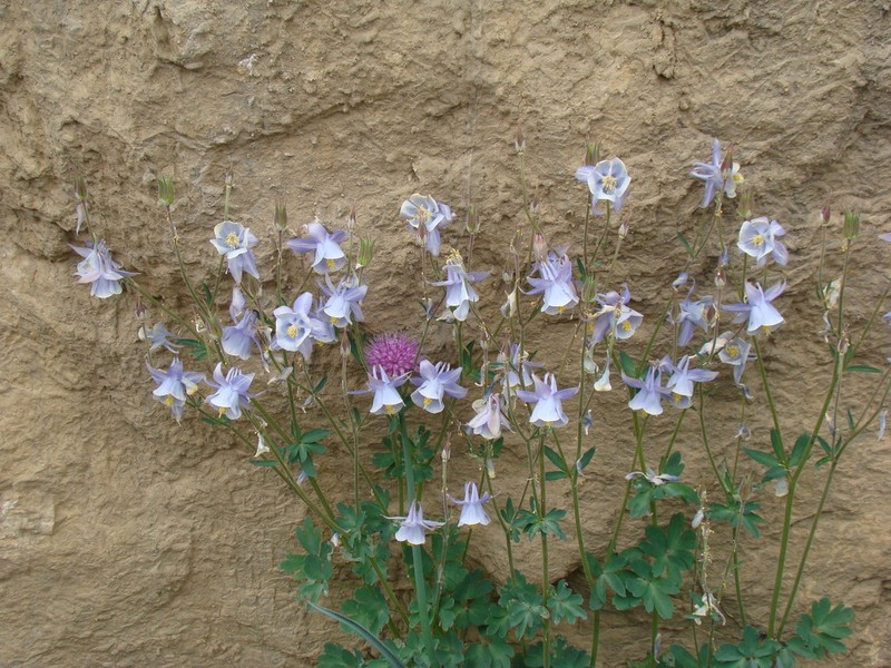 Aquilegia moorcroftiana photo 2