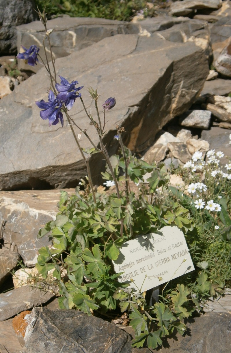 Aquilegia nevadensis