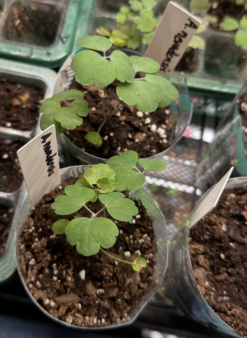 Aquilegia nevadensis photo 2