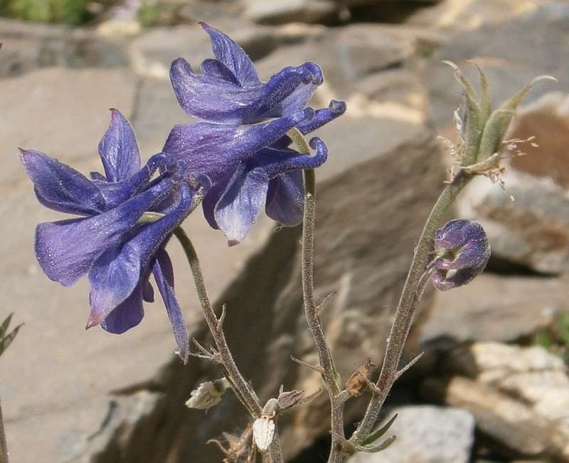 Aquilegia nevadensis photo 3