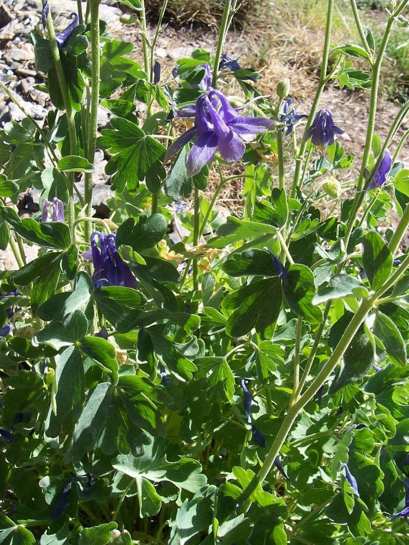 Aquilegia nevadensis photo 5