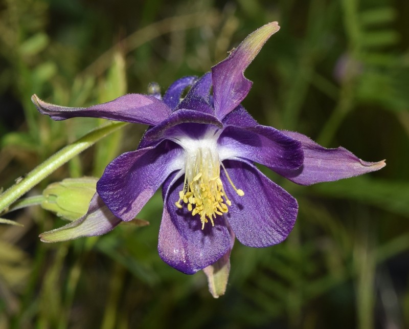 Aquilegia nevadensis photo 6
