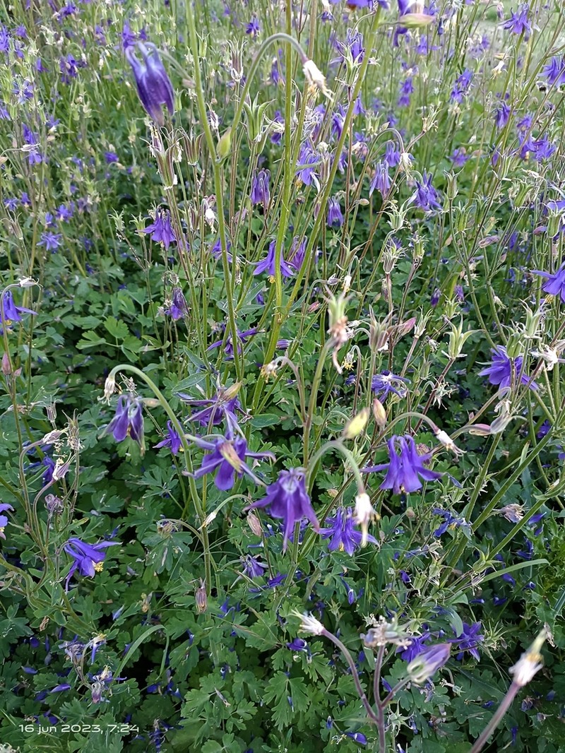 Aquilegia nevadensis photo 7