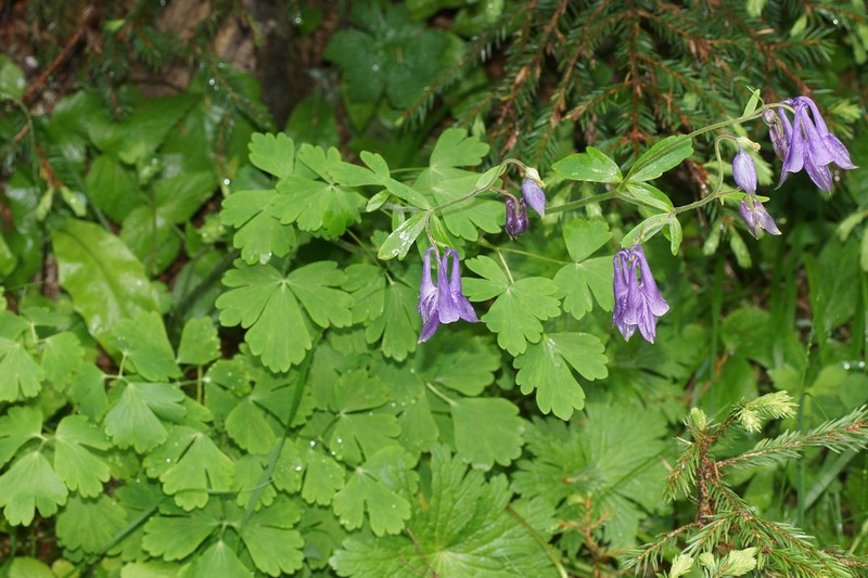 Aquilegia nigricans photo 2