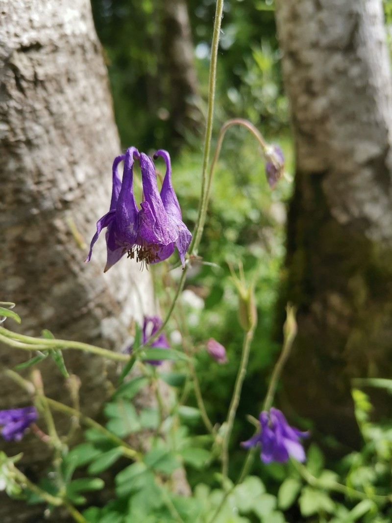 Aquilegia nigricans photo 3