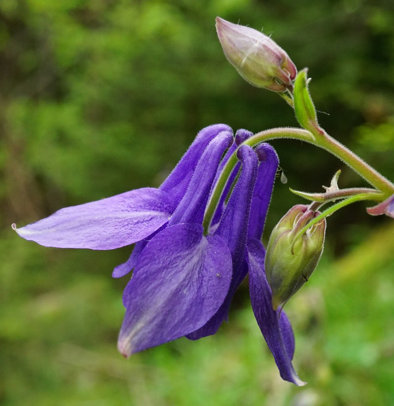 Aquilegia nigricans photo 4
