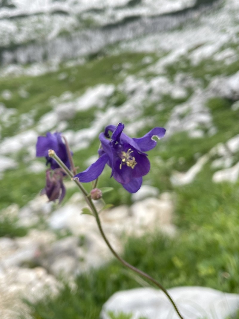 Aquilegia nigricans photo 5