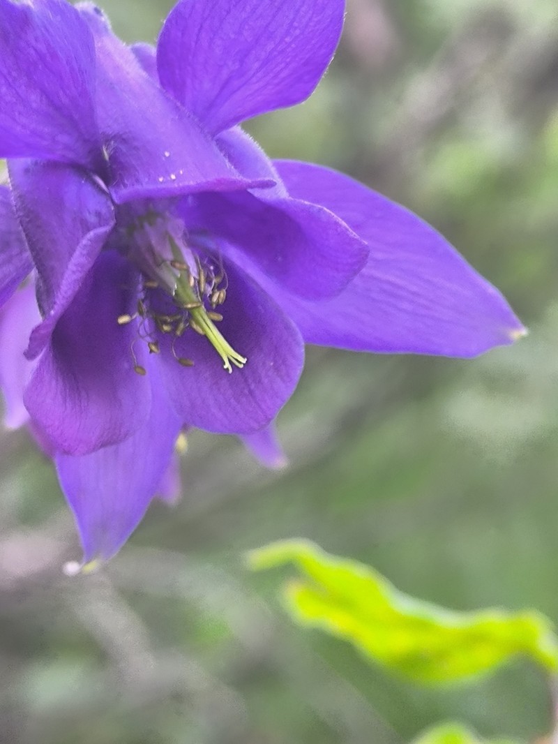 Aquilegia nigricans photo 6
