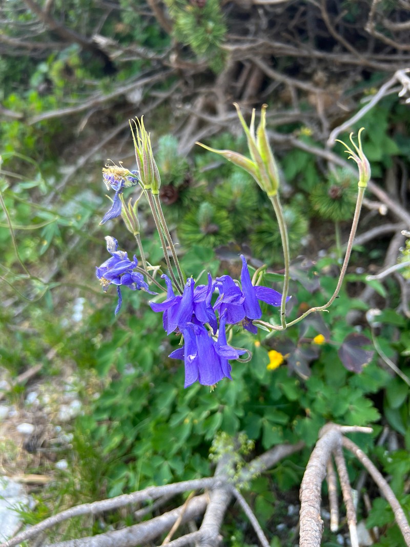 Aquilegia nigricans photo 7