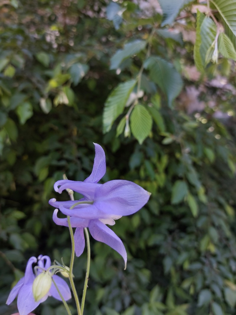 Aquilegia nikolicii photo 3