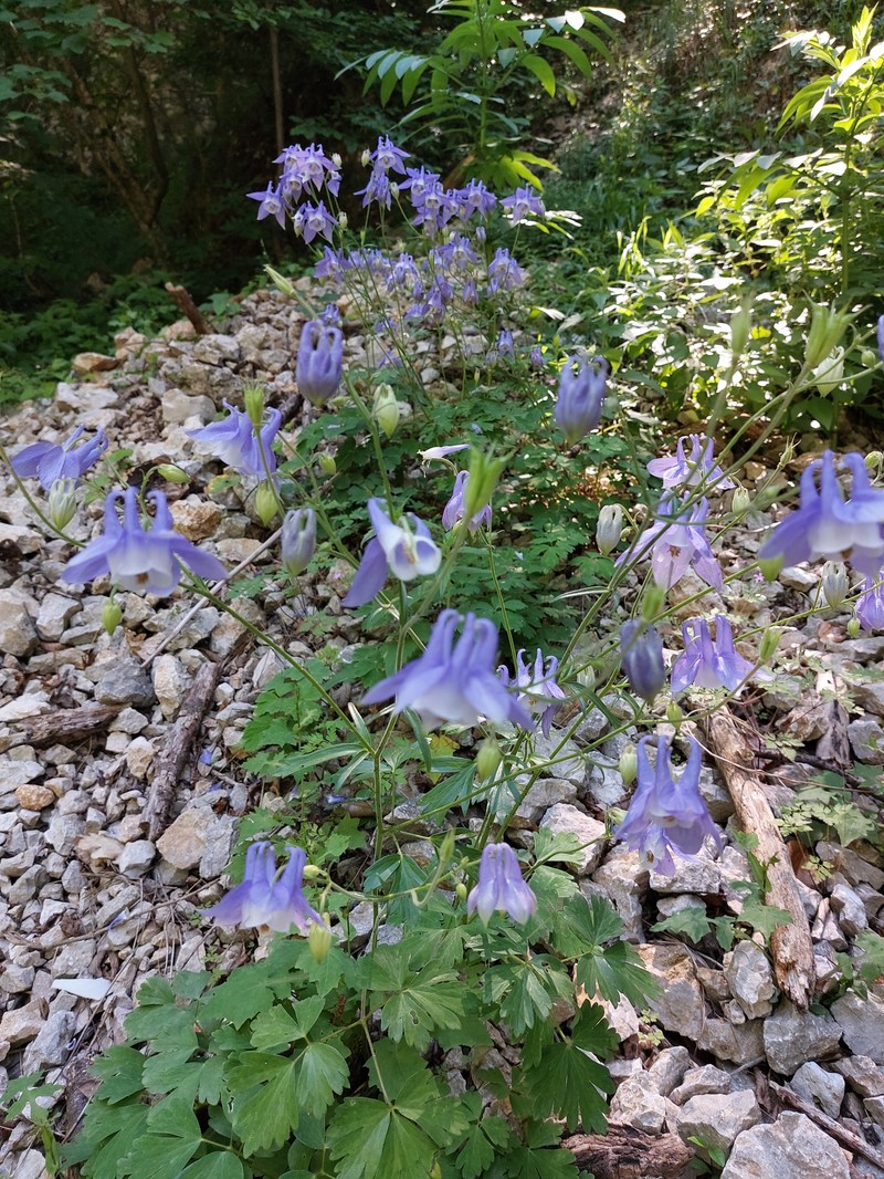 Aquilegia nikolicii photo 4