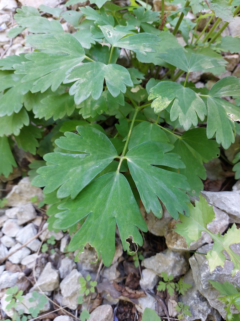 Aquilegia nikolicii photo 5