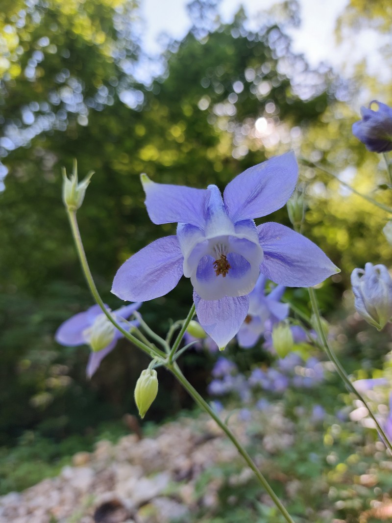 Aquilegia nikolicii photo 6