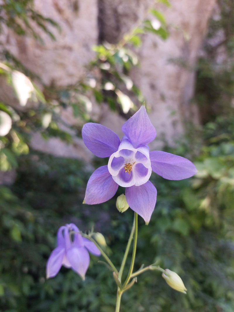 Aquilegia nikolicii