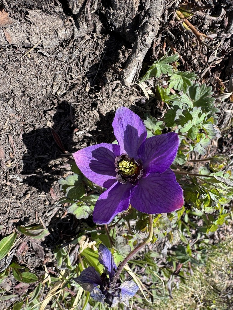 Aquilegia nivalis