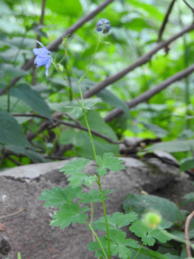 Aquilegia nivalis photo 3