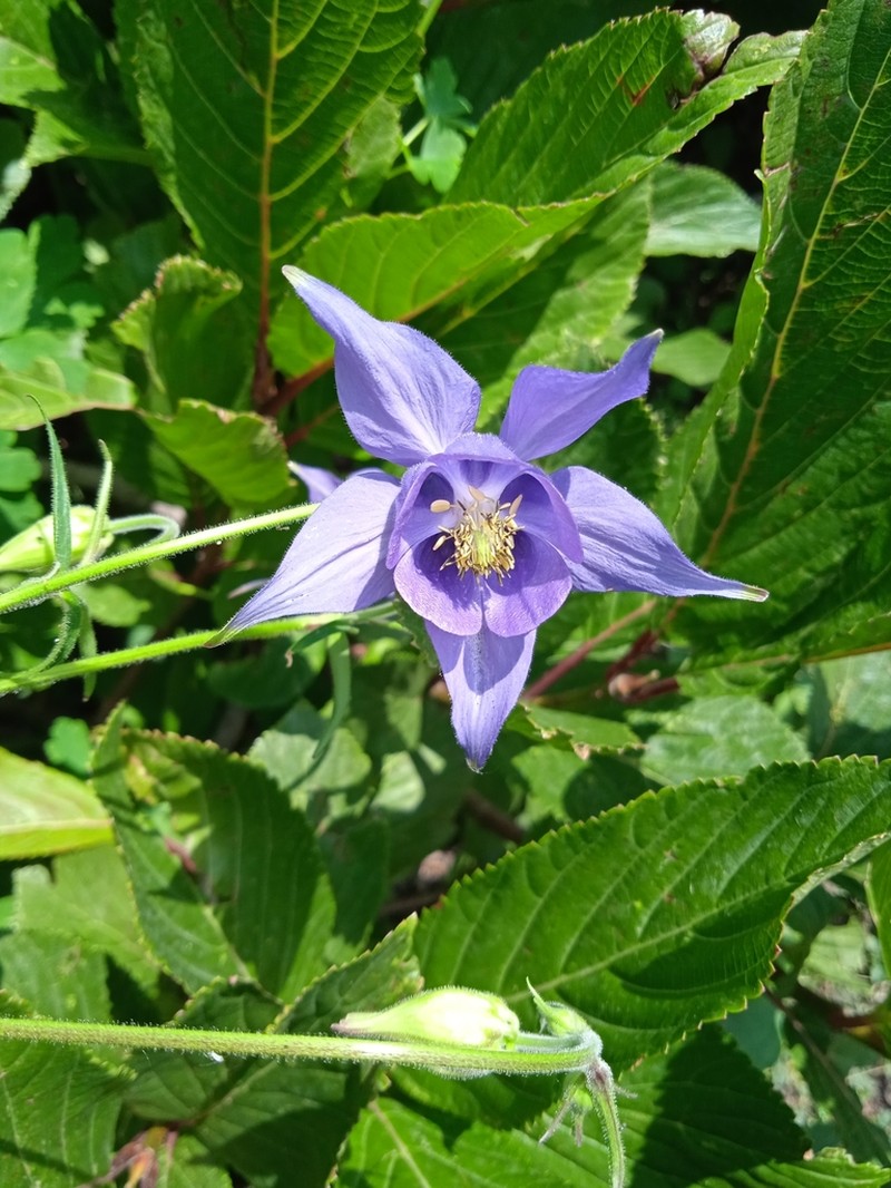 Aquilegia nivalis photo 4
