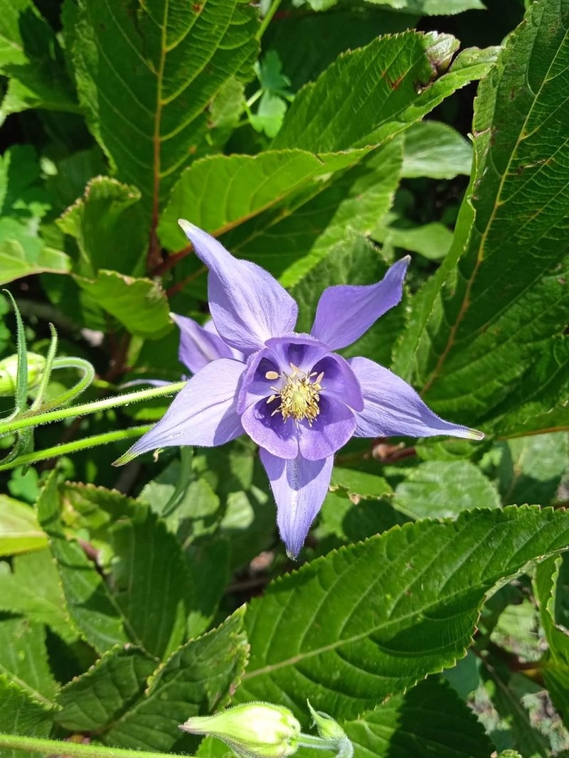 Aquilegia nivalis photo 5